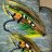 speyflyfisher
