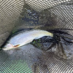 IMG_0524.jpeg
